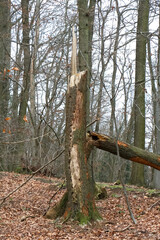 Gefällte und umgestürzte Bäume im Wald