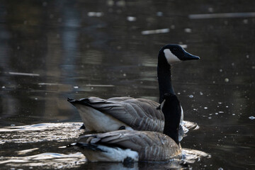 canada goose couple swimming in lake