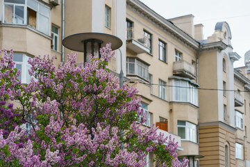 Fototapeta na wymiar Beautiful lilac bush in the Moscow yard. Residential building image. Concepts of the modern lifestyle in the big city