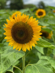 sunflower in the field