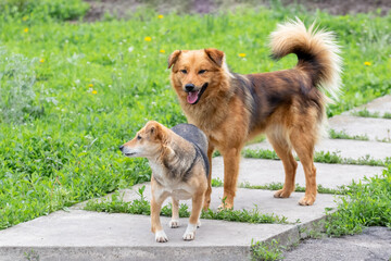 Fototapeta na wymiar Two dogs stand on an alley in the garden among the green grass