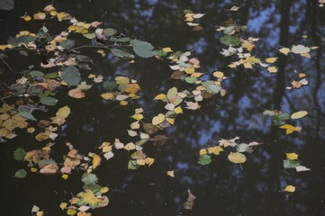 Obraz na płótnie Canvas water drops on the leaves