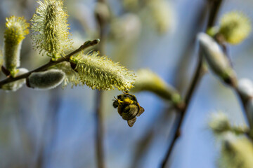 bumblebee collecting pollen