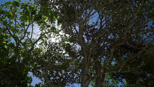 Looking up at tropical mangrove trees with the sun shining down at beautiful Lifou Island, New Caledonia