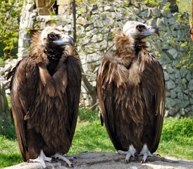 Two young vultures look around