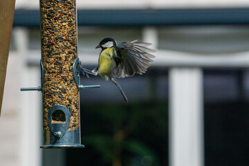 great tit on feeder