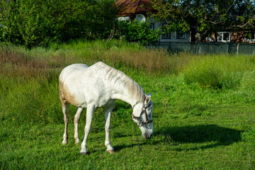 Obraz na płótnie Canvas Horse in a meadow pasture
