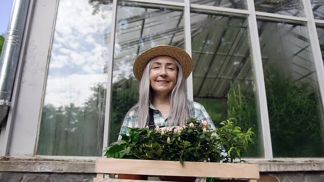Likable high-spirited hardworking 65-70-aged woman in hat standing near greenhouse wall and holding in hands box with flowerpots