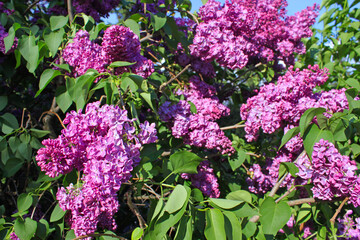 View of branches of a lilac flowers