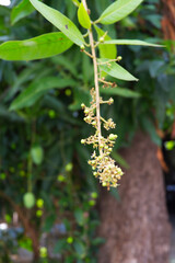 Closeup of pollen Mango Agricultural concept.