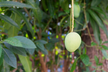 Closeup of Mango Agricultural concept.