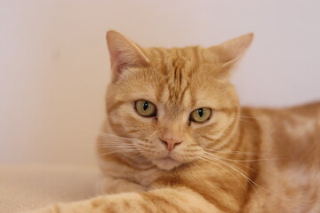 凛々しい目をした猫アメリカンショートヘア