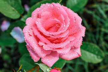A beautiful pink rose flower, all covered with drops of water after a summer rain.