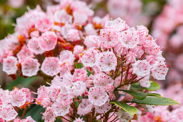 Pink and white flowering mountain laurel (Kalmia latifolia).