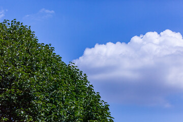 真夏の青空と緑(９月)