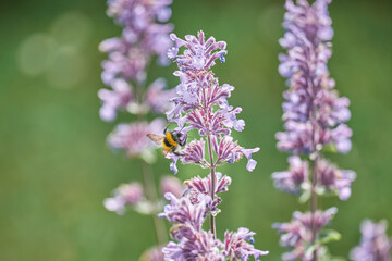 Katzenminze mit Hummel