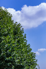 真夏の青空と緑(９月)