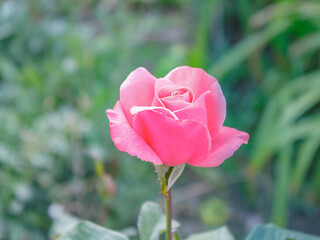 Tender pink rose in garden.
