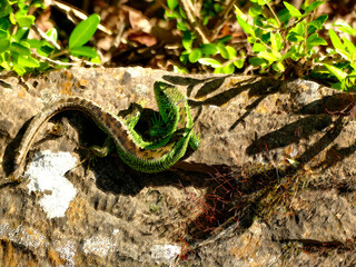 sand lizard, male reptile