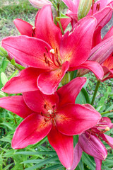 Large flowers of a red lily in a summer garden