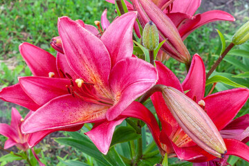 Bright pink lily in the garden.