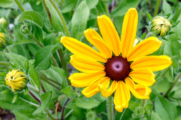 Rudbeckia flower with bright yellow petals and a shiny brown core.