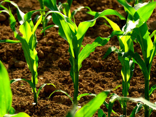 corn field with young plants