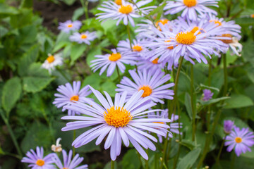 Purple chamomile flowers with orange center in summer garden