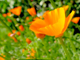  Californian poppy with flower in spring