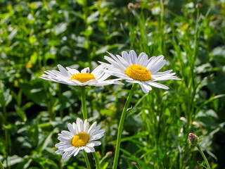 Three white camomiles (chamomiles) in a field.