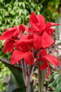 Bright red canna (canna lily) flowers against a background of green summer foliage.