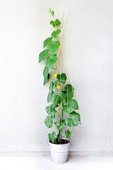 Cucumber plant with wicker support