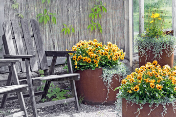 Old garden armchair and flowerpot with pansies.