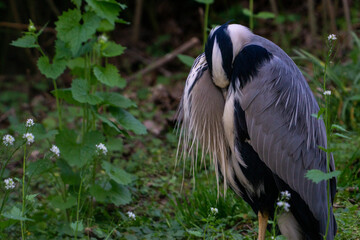sleeping grey heron