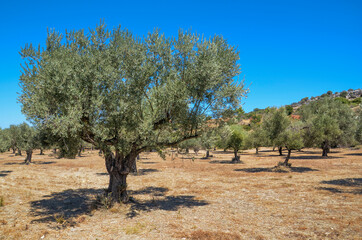 Fototapeta premium Olive trees plantation