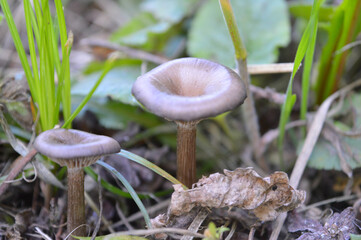 Forest mushrooms grow beautifully in the summer in the green grass.