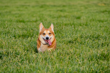 Funny corgi play on the green grass
