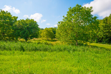 Fototapeta premium Lush green foliage of trees in a grassy field of a forest in sunlight in spring
