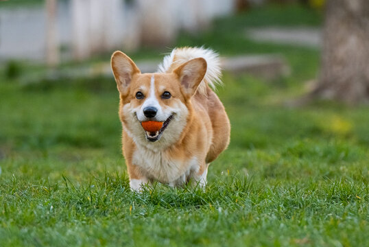 Funny Corgi Play On The Green Grass