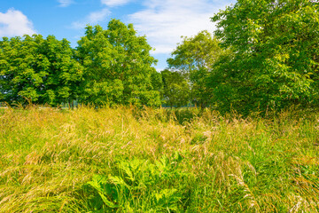Lush green foliage of trees in a grassy field of a forest in sunlight in spring