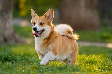 Funny corgi play on the green grass