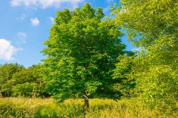 Lush green foliage of trees in a grassy field of a forest in sunlight in spring