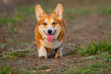 Funny corgi play on the green grass