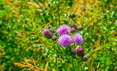 Flowers of a thistle in a green grassy field in sunlight in spring