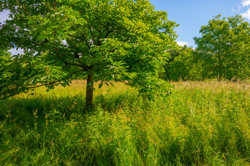 Lush green foliage of trees in a grassy field of a forest in sunlight in spring