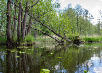 landscape with old tree trunks in the water, abstract reflections in the water