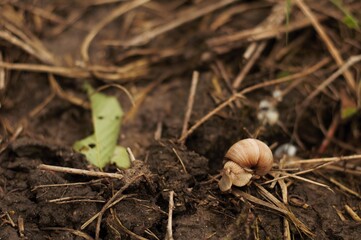 beautiful snail in field