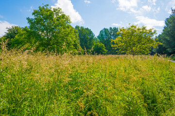 Lush green foliage of trees in a grassy field of a forest in sunlight in spring