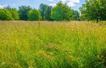 Fototapeta premium Lush green foliage of trees in a grassy field of a forest in sunlight in spring