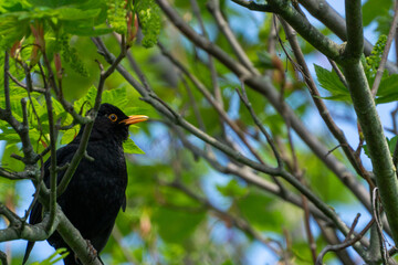 blackbird on a branch